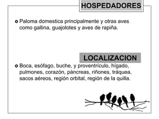 HOSPEDADORES
 Paloma

domestica principalmente y otras aves
como gallina, guajolotes y aves de rapiña.

LOCALIZACION
 Boca,

esófago, buche, y proventrículo, hígado,
pulmones, corazón, páncreas, riñones, tráquea,
sacos aéreos, región orbital, región de la quilla.

 