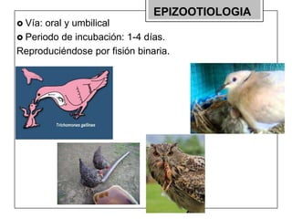 EPIZOOTIOLOGIA
 Vía:

oral y umbilical
 Periodo de incubación: 1-4 días.
Reproduciéndose por fisión binaria.

 