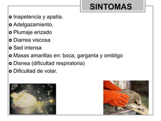 SINTOMAS
 Inapetencia

y apatía.
 Adelgazamiento.
 Plumaje erizado
 Diarrea viscosa
 Sed intensa
 Masas amarillas en: boca, garganta y ombligo
 Disnea (dificultad respiratoria)
 Dificultad de volar.

 
