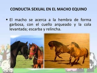 CONDUCTA SEXUAL EN EL MACHO EQUINO
 El macho se acerca a la hembra de forma
garbosa, con el cuello arqueado y la cola
levantada; escarba y relincha.
 