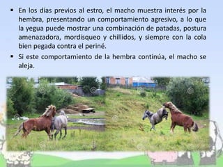  En los días previos al estro, el macho muestra interés por la
hembra, presentando un comportamiento agresivo, a lo que
la yegua puede mostrar una combinación de patadas, postura
amenazadora, mordisqueo y chillidos, y siempre con la cola
bien pegada contra el periné.
 Si este comportamiento de la hembra continúa, el macho se
aleja.
 