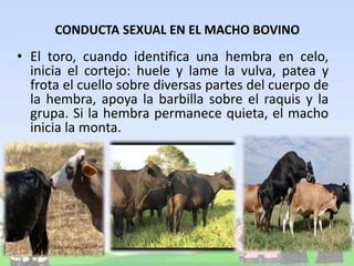 • El toro, cuando identifica una hembra en celo,
inicia el cortejo: huele y lame la vulva, patea y
frota el cuello sobre diversas partes del cuerpo de
la hembra, apoya la barbilla sobre el raquis y la
grupa. Si la hembra permanece quieta, el macho
inicia la monta.
CONDUCTA SEXUAL EN EL MACHO BOVINO
 