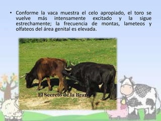• Conforme la vaca muestra el celo apropiado, el toro se
vuelve más intensamente excitado y la sigue
estrechamente; la frecuencia de montas, lameteos y
olfateos del área genital es elevada.
 