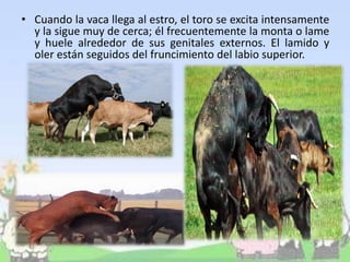 • Cuando la vaca llega al estro, el toro se excita intensamente
y la sigue muy de cerca; él frecuentemente la monta o lame
y huele alrededor de sus genitales externos. El lamido y
oler están seguidos del fruncimiento del labio superior.
 