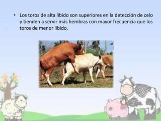 • Los toros de alta libido son superiores en la detección de celo
y tienden a servir más hembras con mayor frecuencia que los
toros de menor libido.
 