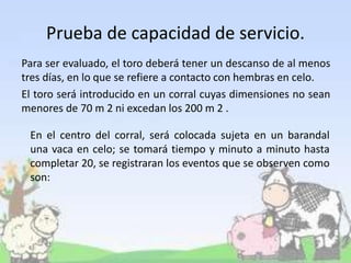Prueba de capacidad de servicio.
Para ser evaluado, el toro deberá tener un descanso de al menos
tres días, en lo que se refiere a contacto con hembras en celo.
El toro será introducido en un corral cuyas dimensiones no sean
menores de 70 m 2 ni excedan los 200 m 2 .
En el centro del corral, será colocada sujeta en un barandal
una vaca en celo; se tomará tiempo y minuto a minuto hasta
completar 20, se registraran los eventos que se observen como
son:
 