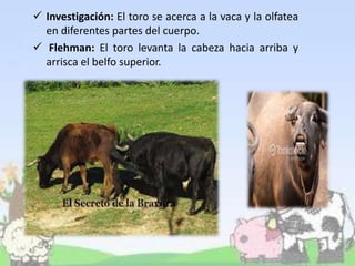  Investigación: El toro se acerca a la vaca y la olfatea
en diferentes partes del cuerpo.
 Flehman: El toro levanta la cabeza hacia arriba y
arrisca el belfo superior.
 
