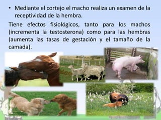• Mediante el cortejo el macho realiza un examen de la
receptividad de la hembra.
Tiene efectos fisiológicos, tanto para los machos
(incrementa la testosterona) como para las hembras
(aumenta las tasas de gestación y el tamaño de la
camada).
 