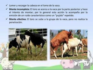  Lamer y recargar la cabeza en el lomo de la vaca.
 Monta incompleta: El toro se acerca a la vaca por la parte posterior y hace
el intento de montar; por lo general esta acción la acompaña por la
emisión de un ruido característico como un “pujido” repetido.
 Monta efectiva: El toro se sube a la grupa de la vaca, pero no realiza la
penetración.
 