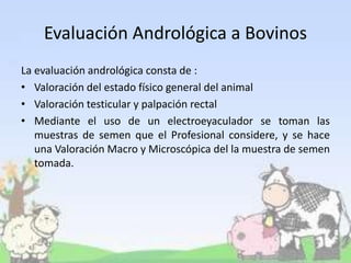 Evaluación Andrológica a Bovinos
La evaluación andrológica consta de :
• Valoración del estado físico general del animal
• Valoración testicular y palpación rectal
• Mediante el uso de un electroeyaculador se toman las
muestras de semen que el Profesional considere, y se hace
una Valoración Macro y Microscópica del la muestra de semen
tomada.
 