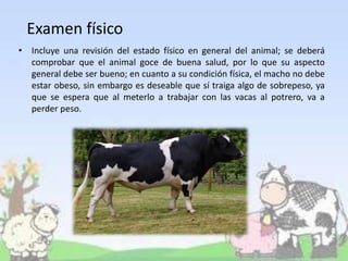 Examen físico
• Incluye una revisión del estado físico en general del animal; se deberá
comprobar que el animal goce de buena salud, por lo que su aspecto
general debe ser bueno; en cuanto a su condición física, el macho no debe
estar obeso, sin embargo es deseable que sí traiga algo de sobrepeso, ya
que se espera que al meterlo a trabajar con las vacas al potrero, va a
perder peso.
 