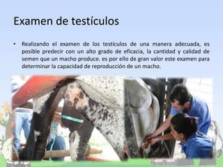 Examen de testículos
• Realizando el examen de los testículos de una manera adecuada, es
posible predecir con un alto grado de eficacia, la cantidad y calidad de
semen que un macho produce. es por ello de gran valor este examen para
determinar la capacidad de reproducción de un macho.
 
