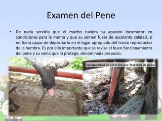 Examen del Pene
• De nada serviría que el macho tuviera su aparato locomotor en
condiciones para la monta y que su semen fuera de excelente calidad, si
no fuera capaz de depositarlo en el lugar apropiado del tracto reproductor
de la hembra. Es por ello importante que se revise el buen funcionamiento
del pene y su vaina que lo protege, denominada prepucio.
 