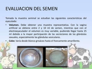 EVALUACION DEL SEMEN
Tomada la muestra seminal se estudian las siguientes características del
eyaculado:
• Volumen. Debe obtener una muestra representativa. Con la vagina
artificial se obtiene entre 2 y 10 ml de semen, mientras que con el
electroeyaculador el volumen es muy variable, pudiendo llegar hasta 25
ml debido a la mayor participación de las secreciones de las glándulas
sexuales, especialmente las glándulas vesiculares.
• Color. Varía desde blanco grisáceo hasta el francamente amarillento.
 