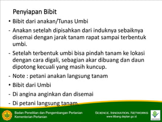 Penyiapan Bibit
• Bibit dari anakan/Tunas Umbi
- Anakan setelah dipisahkan dari induknya sebaiknya
disemai dengan jarak tanam rapat sampai terbentuk
umbi.
- Setelah terbentuk umbi bisa pindah tanam ke lokasi
dengan cara digali, sebagian akar dibuang dan daun
dipotong kecuali yang masih kuncup.
- Note : petani anakan langsung tanam
• Bibit dari Umbi
- Di angina anginkan dan disemai
- Di petani langsung tanam.
 