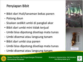 Penyiapan Bibit
• Bibit dari Huli/tanaman bekas panen
- Potong daun
- Sisakan sedikit umbi di pangkal akar
• Bibit dari umbi mini tidak terjual
- Umbi bisa dipotong disetiap mata tunas
- Umbi disemai atau langsung tanam
• Bibit dari umbi sisa panen
- Umbi bisa dipotong disetiap mata tunas
- Umbi disemai atau langsung tanam
 