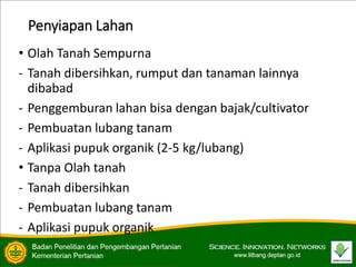 Penyiapan Lahan
• Olah Tanah Sempurna
- Tanah dibersihkan, rumput dan tanaman lainnya
dibabad
- Penggemburan lahan bisa dengan bajak/cultivator
- Pembuatan lubang tanam
- Aplikasi pupuk organik (2-5 kg/lubang)
• Tanpa Olah tanah
- Tanah dibersihkan
- Pembuatan lubang tanam
- Aplikasi pupuk organik
 