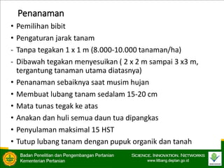 Penanaman
• Pemilihan bibit
• Pengaturan jarak tanam
- Tanpa tegakan 1 x 1 m (8.000-10.000 tanaman/ha)
- Dibawah tegakan menyesuikan ( 2 x 2 m sampai 3 x3 m,
tergantung tanaman utama diatasnya)
• Penanaman sebaiknya saat musim hujan
• Membuat lubang tanam sedalam 15-20 cm
• Mata tunas tegak ke atas
• Anakan dan huli semua daun tua dipangkas
• Penyulaman maksimal 15 HST
• Tutup lubang tanam dengan pupuk organik dan tanah
 