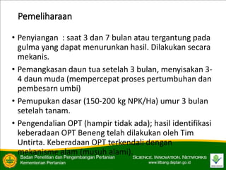 Pemeliharaan
• Penyiangan : saat 3 dan 7 bulan atau tergantung pada
gulma yang dapat menurunkan hasil. Dilakukan secara
mekanis.
• Pemangkasan daun tua setelah 3 bulan, menyisakan 3-
4 daun muda (mempercepat proses pertumbuhan dan
pembesarn umbi)
• Pemupukan dasar (150-200 kg NPK/Ha) umur 3 bulan
setelah tanam.
• Pengendalian OPT (hampir tidak ada); hasil identifikasi
keberadaan OPT Beneng telah dilakukan oleh Tim
Untirta. Keberadaan OPT terkendali dengan
mekanisme alam (musuh alami).
 