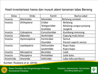 Kelas Ordo Famili Nama Lokal
Insecta Mantodea Mantidae Belalang sembah
Insecta Orthoptera Cridae
Tettigoniidae
Gryllidae
Belalang
Belalang sungut panjang
Jangkrik
Insecta Coleoptera Curculionidae Kumbang moncong
Insecta Odonata Aeshinidae Capung mata besar
Insecta Hymenoptera Formicidae
Drynidae
Semut
Parasit seperti semut
Insecta Lepidoptera Heliconidae
Lycaenidae
Kupu-kupu
Kupu-kupu
Insecta Mecoptera Boreidae Lalat
Insecta Plecoptera Perlodidae Lalat batu
Arachnida Araneida Solticidae Laba-laba pemburu
Hasil inventarisasi hama dan musuh alami tanaman talas Beneng
Sumber: Rusbana et al. (2016)
 