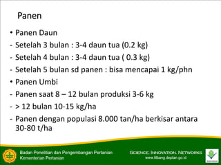 Panen
• Panen Daun
- Setelah 3 bulan : 3-4 daun tua (0.2 kg)
- Setelah 4 bulan : 3-4 daun tua ( 0.3 kg)
- Setelah 5 bulan sd panen : bisa mencapai 1 kg/phn
• Panen Umbi
- Panen saat 8 – 12 bulan produksi 3-6 kg
- > 12 bulan 10-15 kg/ha
- Panen dengan populasi 8.000 tan/ha berkisar antara
30-80 t/ha
 