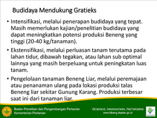 Budidaya Mendukung Gratieks
• Intensifikasi, melalui penerapan budidaya yang tepat.
Masih memerlukan kajian/penelitian budidaya yang
dapat meningkatkan potensi produksi Beneng yang
tinggi (20-40 kg/tanaman).
• Ekstensifikasi, melalui perluasan tanam terutama pada
lahan tidur, dibawah tegakan, atau lahan sub optimal
lainnya yang masih berpeluang untuk peningkatan luas
tanam.
• Pengelolaan tanaman Beneng Liar, melalui peremajaan
atau penanaman ulang pada lokasi produksi talas
Beneng liar sekitar Gunung Karang. Produksi terbesar
saat ini dari tanaman liar.
 