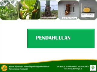 3
PENDAHULUAN
Warna Umbi Talas
Beneng
Umbi Utuh Talas neng
 