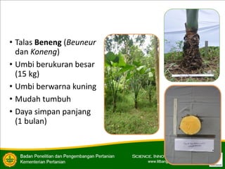 • Talas Beneng (Beuneur
dan Koneng)
• Umbi berukuran besar
(15 kg)
• Umbi berwarna kuning
• Mudah tumbuh
• Daya simpan panjang
(1 bulan)
 