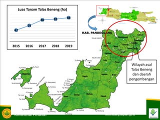 42
59
80 83 88
2015 2016 2017 2018 2019
Luas Tanam Talas Beneng (ha)
Wilayah asal
Talas Beneng
dan daerah
pengembangan
 