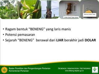 • Ragam bentuk “BENENG” yang laris manis
• Potensi pemasaran
• Sejarah “BENENG” berawal dari LIAR berakhir jadi DOLAR
Warna Umbi Talas
Beneng
Umbi Utuh Talas neng
 