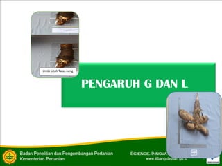 9
PENGARUH G DAN L
Umbi Utuh Talas neng
 