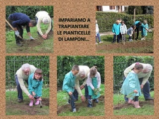 IMPARIAMO A
TRAPIANTARE
LE PIANTICELLE
DI LAMPONI…
 