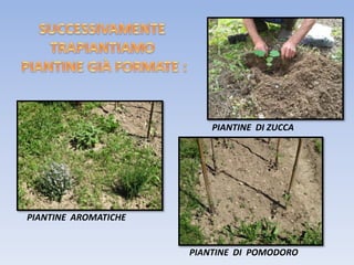 PIANTINE DI ZUCCA
PIANTINE DI POMODORO
PIANTINE AROMATICHE
 