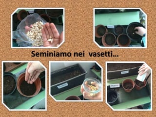 Seminiamo nei vasetti…
 