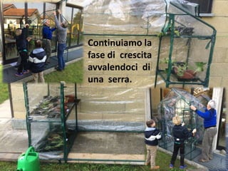 Continuiamo la
fase di crescita
avvalendoci di
una serra.
 