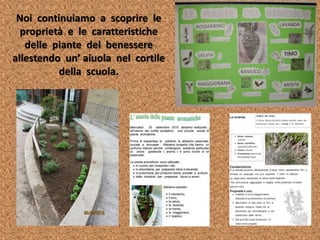 Noi continuiamo a scoprire le
proprietà e le caratteristiche
delle piante del benessere
allestendo un’ aiuola nel cortile
della scuola.
 