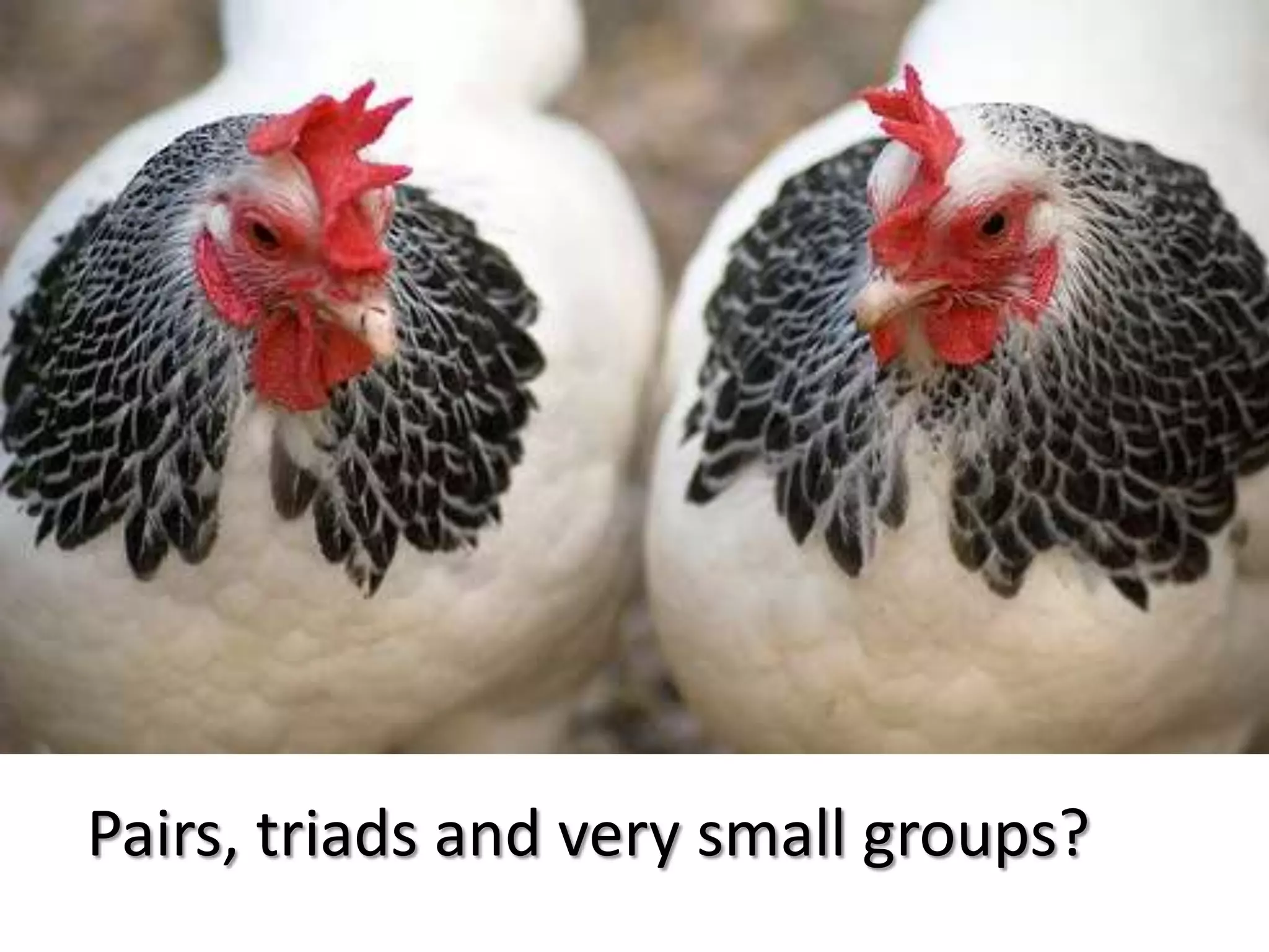 Pairs, triads and very small groups?
 