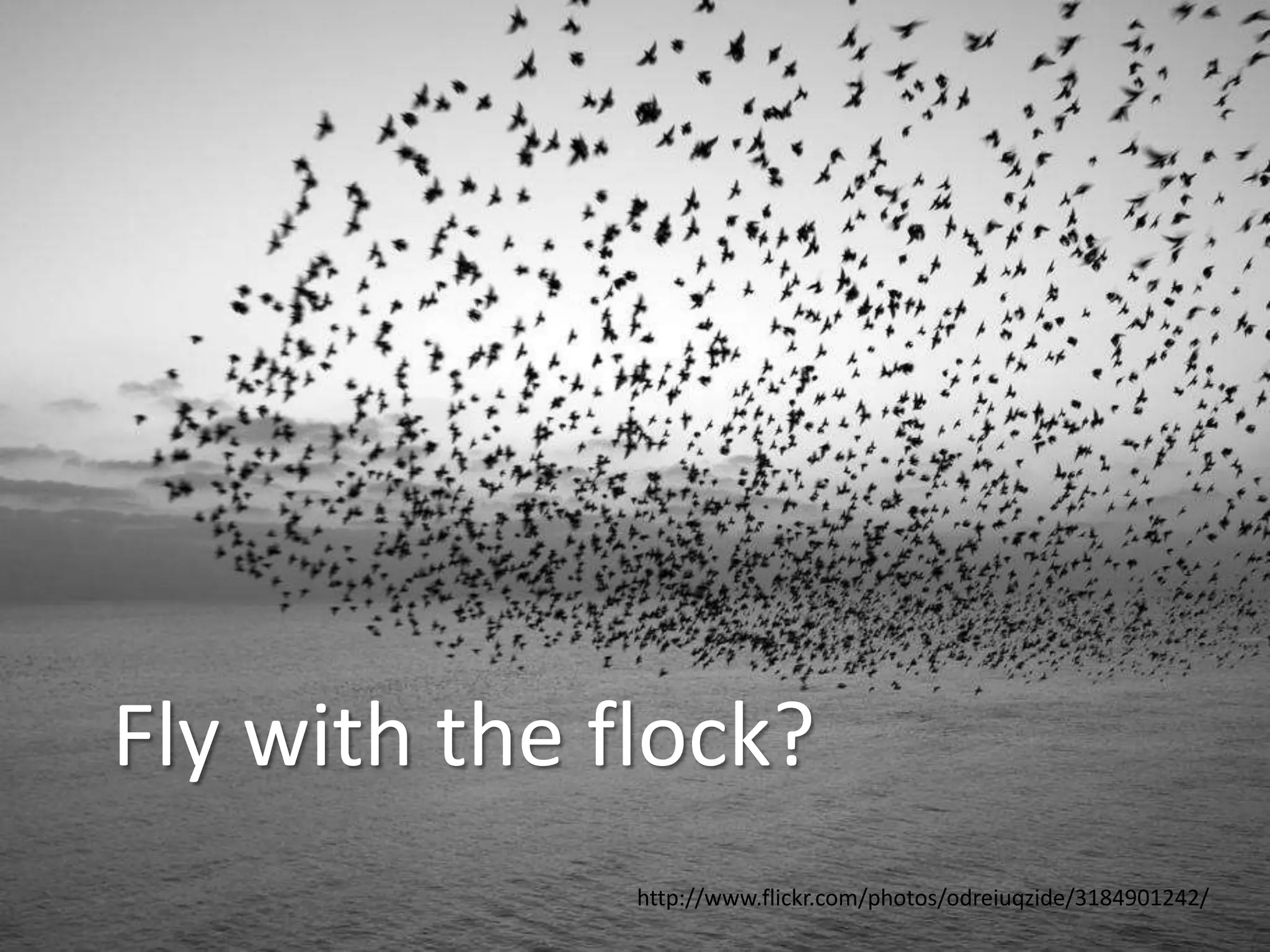 Fly with the flock?
              http://www.flickr.com/photos/odreiuqzide/3184901242/
 