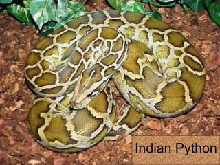 Indian Python 