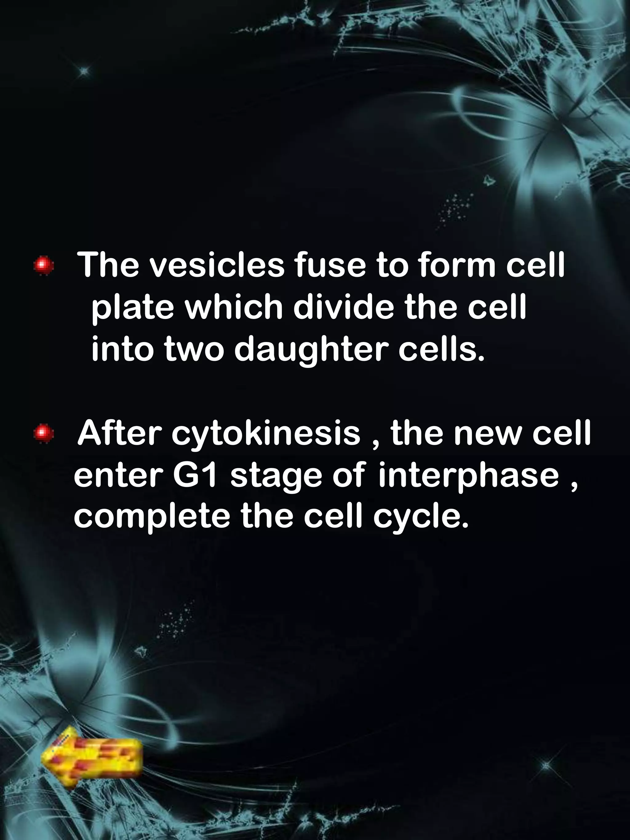 The vesicles fuse to form cell
 plate which divide the cell
 into two daughter cells.

After cytokinesis , the new cell
enter G1 stage of interphase ,
complete the cell cycle.
 