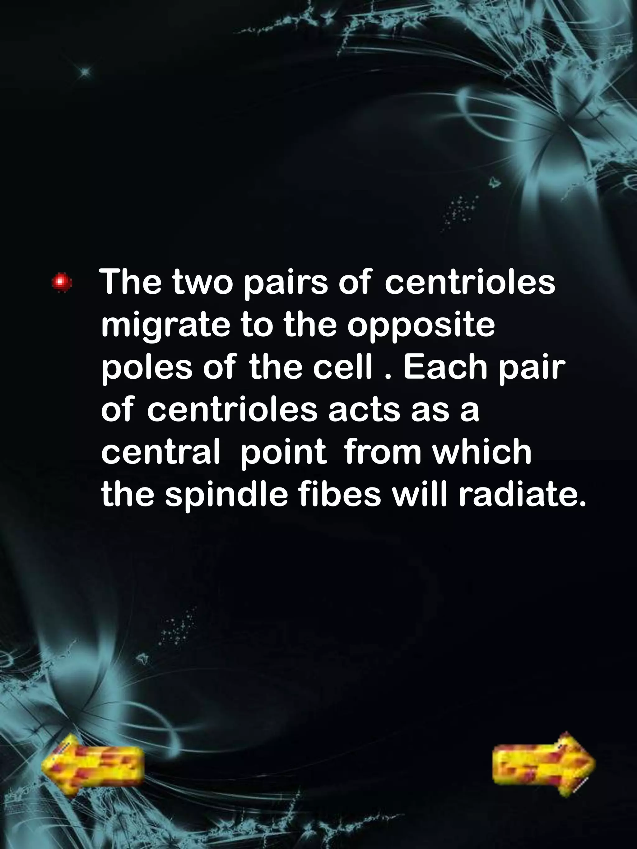 The two pairs of centrioles
migrate to the opposite
poles of the cell . Each pair
of centrioles acts as a
central point from which
the spindle fibes will radiate.
 