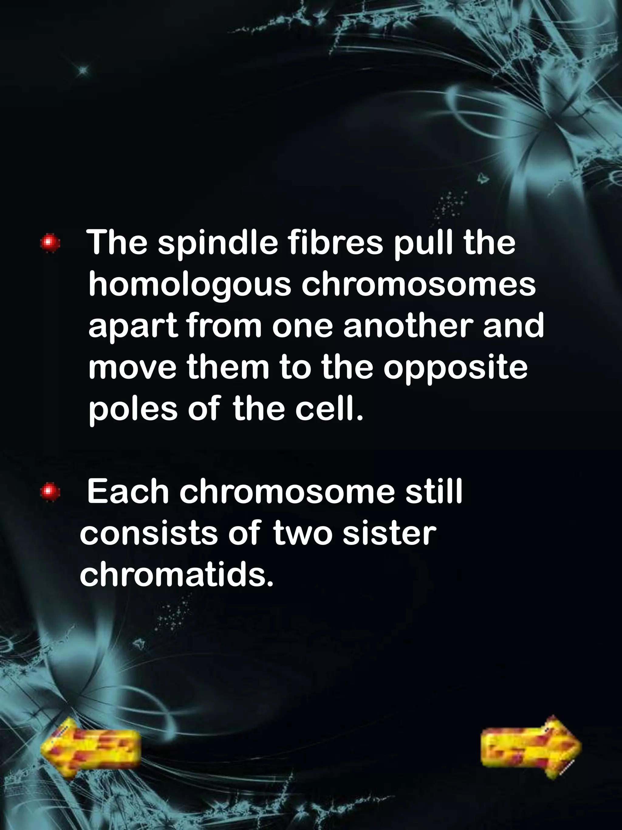 The spindle fibres pull the
homologous chromosomes
apart from one another and
move them to the opposite
poles of the cell.

Each chromosome still
consists of two sister
chromatids.
 