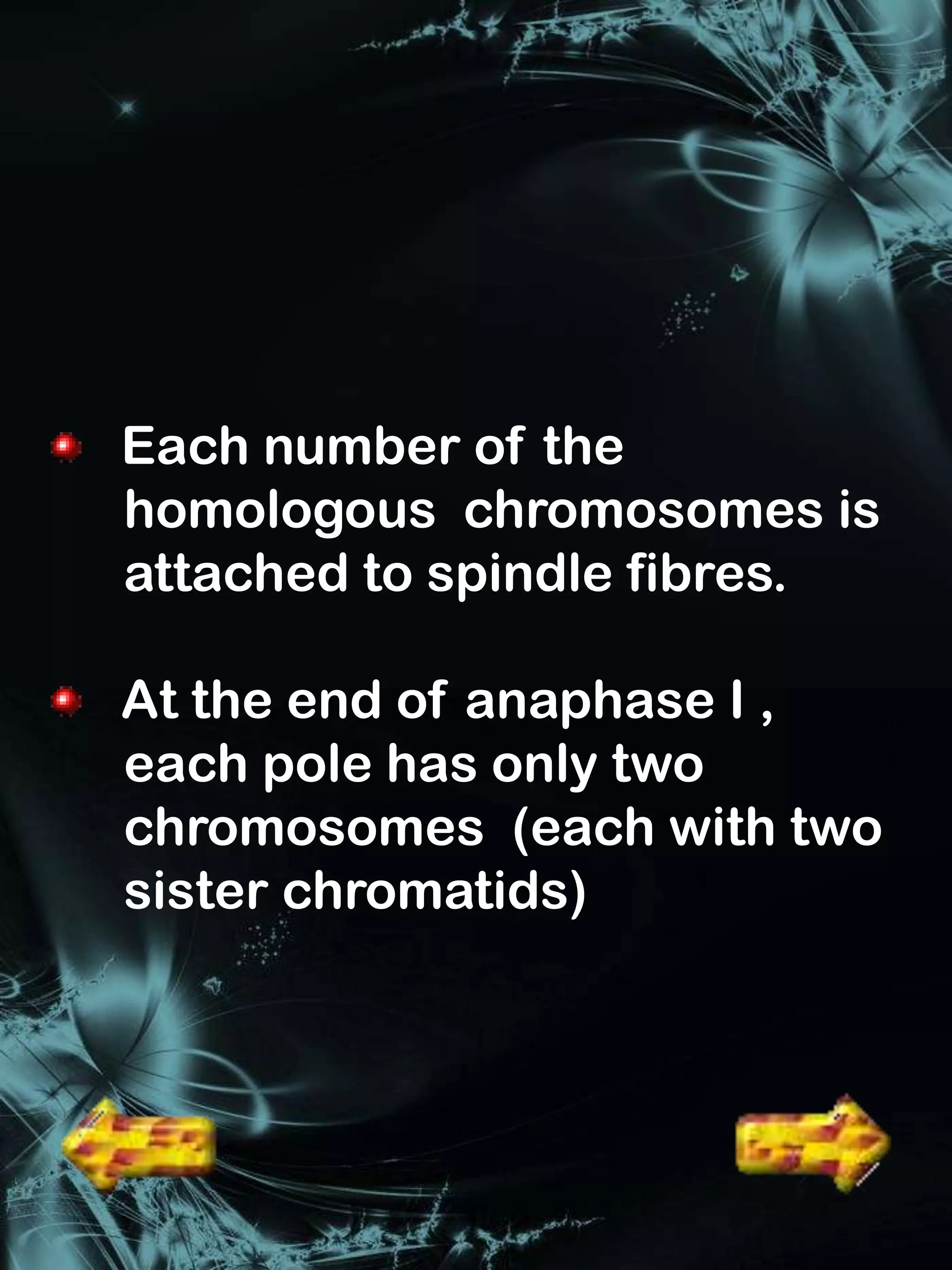 Each number of the
homologous chromosomes is
attached to spindle fibres.

At the end of anaphase I ,
each pole has only two
chromosomes (each with two
sister chromatids)
 