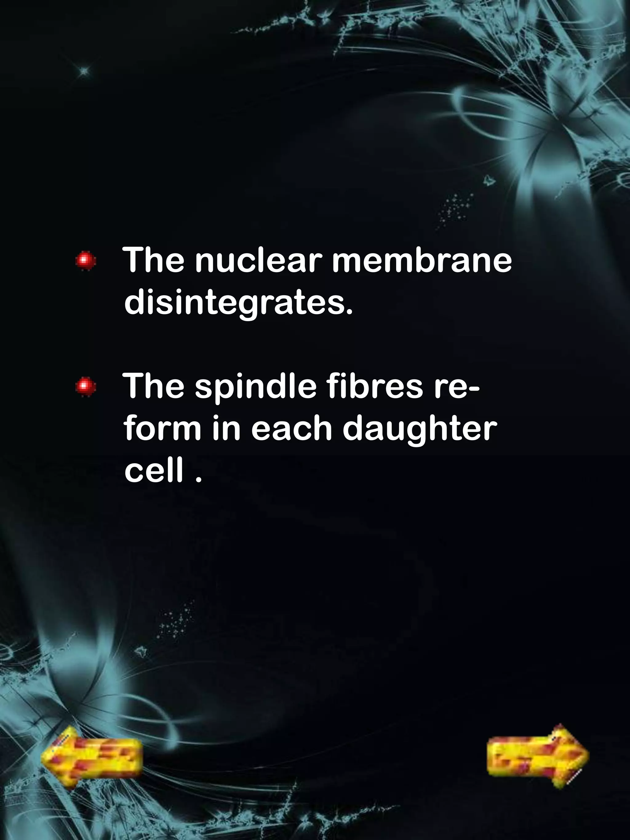 The nuclear membrane
disintegrates.

The spindle fibres re-
form in each daughter
cell .
 