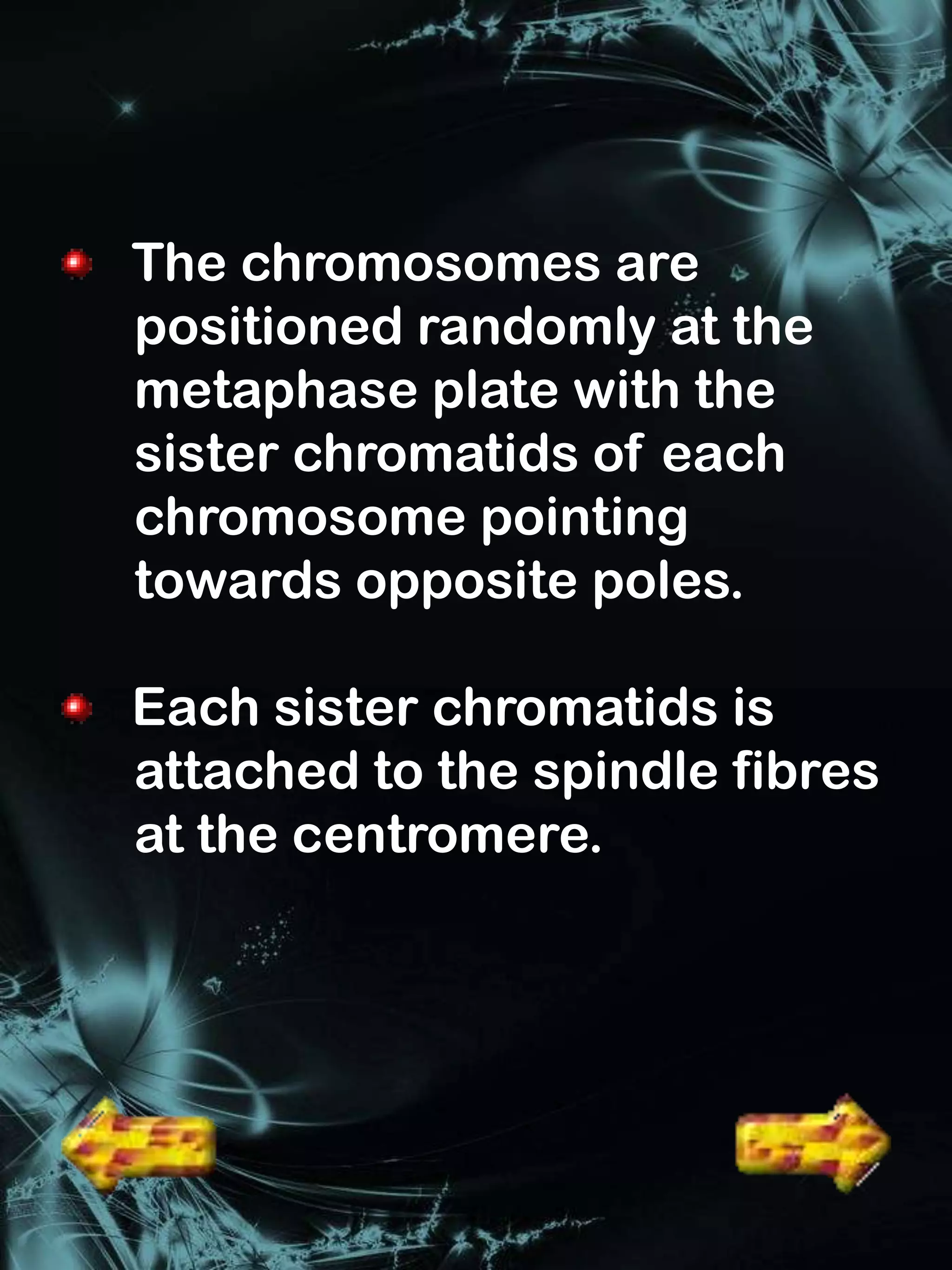 The chromosomes are
positioned randomly at the
metaphase plate with the
sister chromatids of each
chromosome pointing
towards opposite poles.

Each sister chromatids is
attached to the spindle fibres
at the centromere.
 