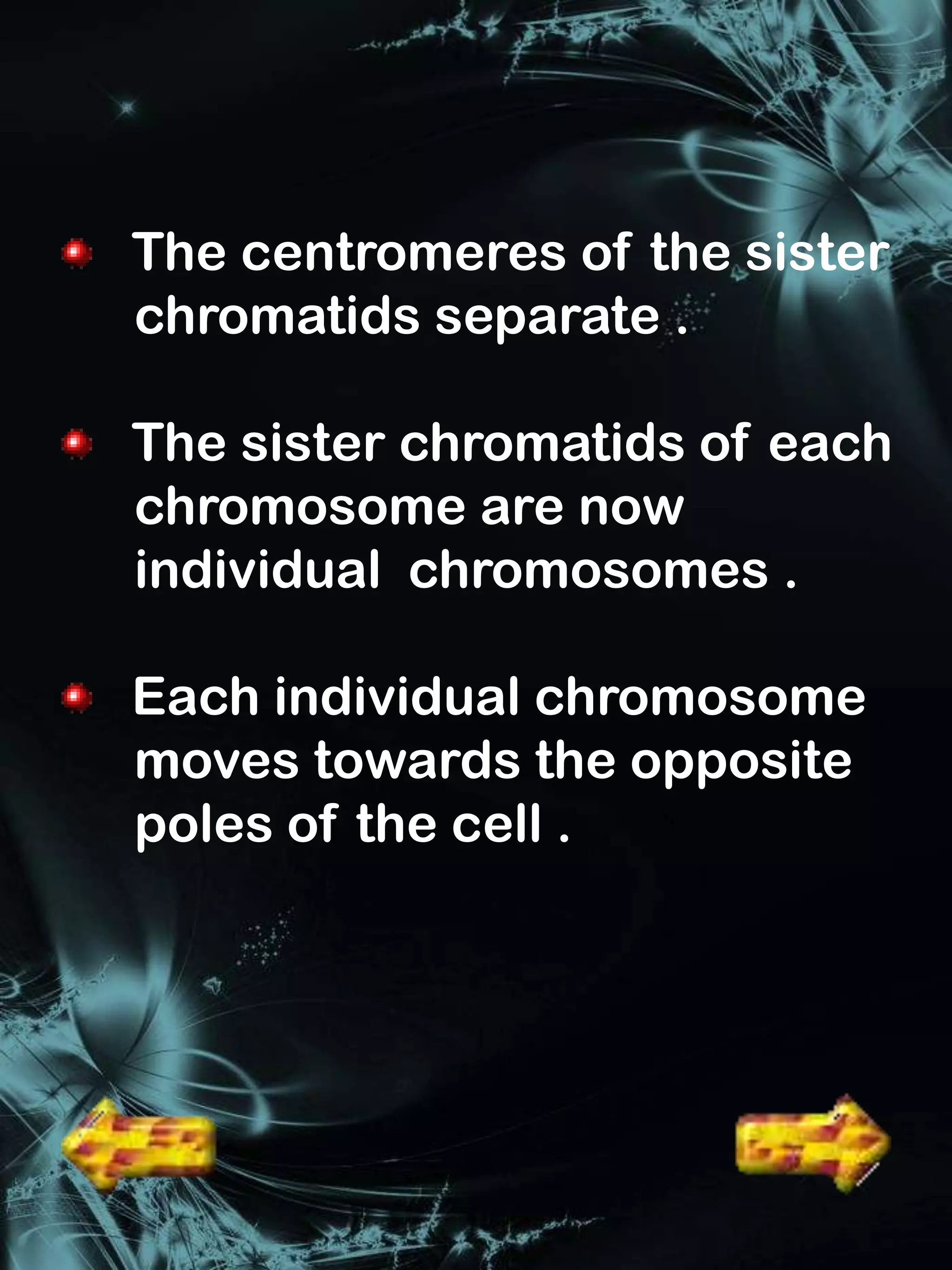 The centromeres of the sister
chromatids separate .

The sister chromatids of each
chromosome are now
individual chromosomes .

Each individual chromosome
moves towards the opposite
poles of the cell .
 