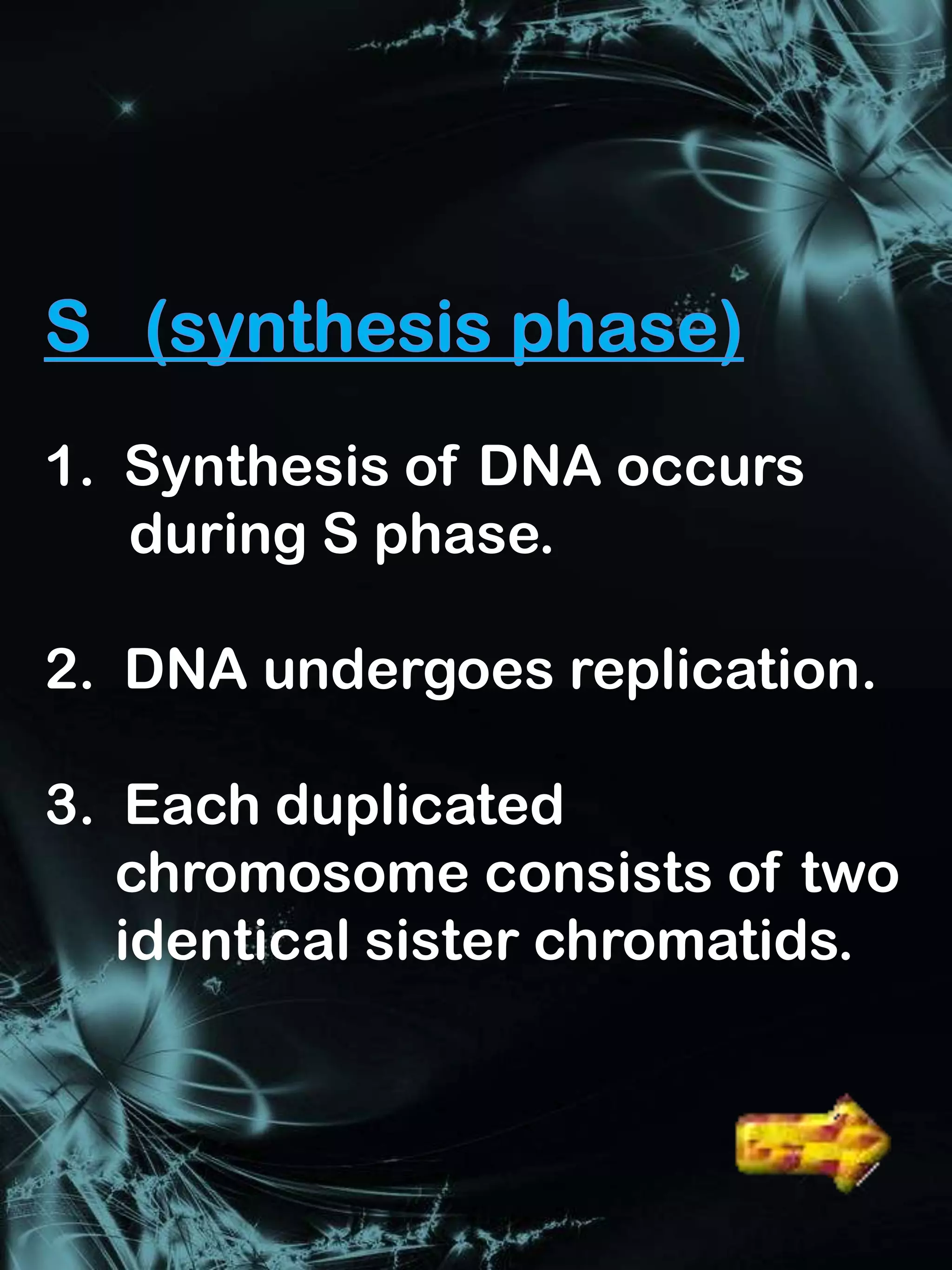 1. Synthesis of DNA occurs
   during S phase.

2. DNA undergoes replication.

3. Each duplicated
   chromosome consists of two
   identical sister chromatids.


                     Interphase
 