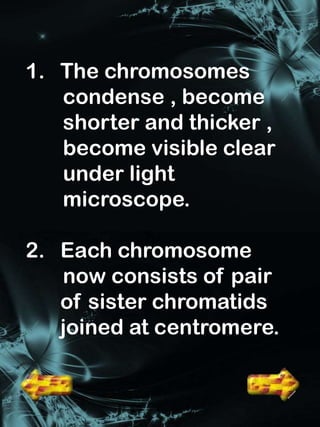 1. The chromosomes
   condense , become
   shorter and thicker ,
   become visible clear
   under light
   microscope.

2. Each chromosome
   now consists of pair
   of sister chromatids
   joined at centromere.
 