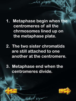 1. Metaphase begin when the
   centromeres of all the
   chrmosomes lined up on
   the metaphase plate.

2. The two sister chromatids
   are still attached to one
   another at the centromere.

3. Metaphase end when the
   centromeres divide.
 