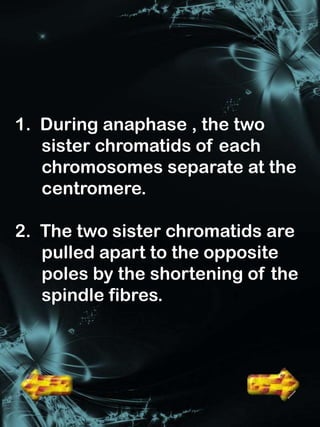 1. During anaphase , the two
   sister chromatids of each
   chromosomes separate at the
   centromere.

2. The two sister chromatids are
   pulled apart to the opposite
   poles by the shortening of the
   spindle fibres.
 